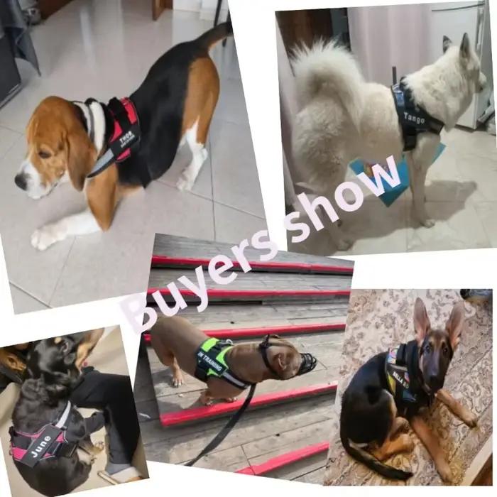 Harnais pour chien personnalisé, réfléchissant et réglable, débardeur, étiquette de nom personnalisé